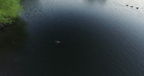 Duck in a pond flies away Arkivvideo