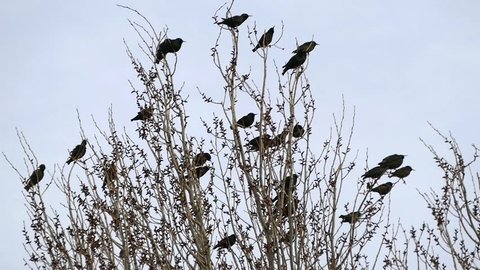 crows perching on the poplars, the happiness of the birds standing on the poplar tree,