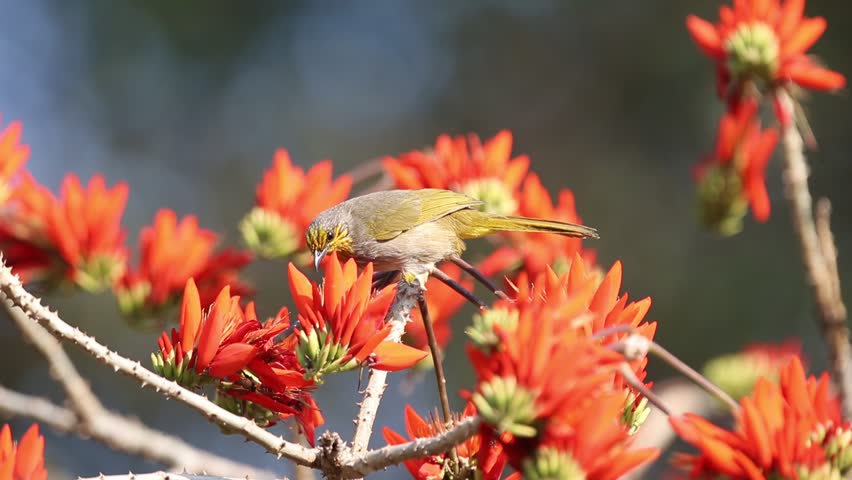 Stripe-throated Bulbul; Pycnonotus finlaysoni With red flowers.