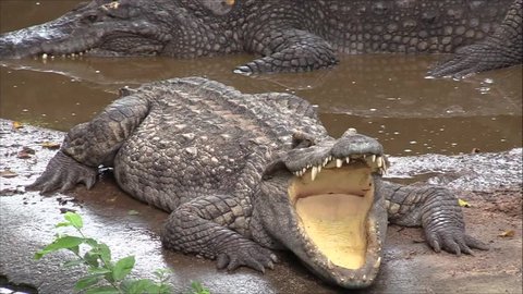 The crocodile lies with a gaping mouth.Crocodile farm, Pattaya, Thailand.The saltwater crocodile(Crocodylus porosus), also known as the estuarine, Indo-Pacific,  marine and sea crocodile or saltie 