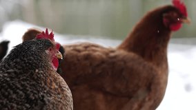 Chicken in the natural farm slow motion stock video 