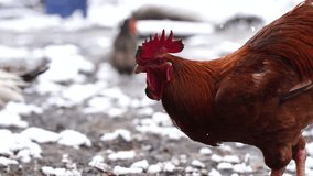 Rooster in the natural farm slow motion stock video 