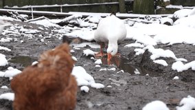 Goose in the natural farm slow motion stock video 