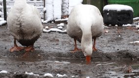 Goose in the natural farm slow motion stock video 
