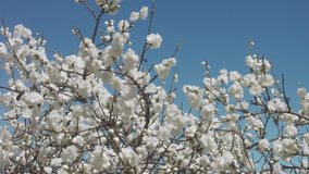 white flowers on tree on blue sky with bees in spring park