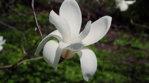 close up of white magnolia flowers, flowers of white magnolia,white magnolia, white, Magnolia tree blossom, white magnolia blossoms floral natural background