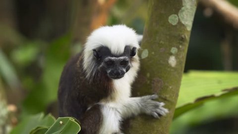 The cotton-top tamarin (Saguinus oedipus) in the forest. Stock footage in 4k resolution