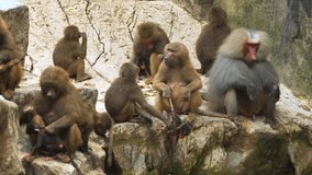 Large. family group of baboons. with animals of varying ages. congregating on a rocky outcropping. 4k video