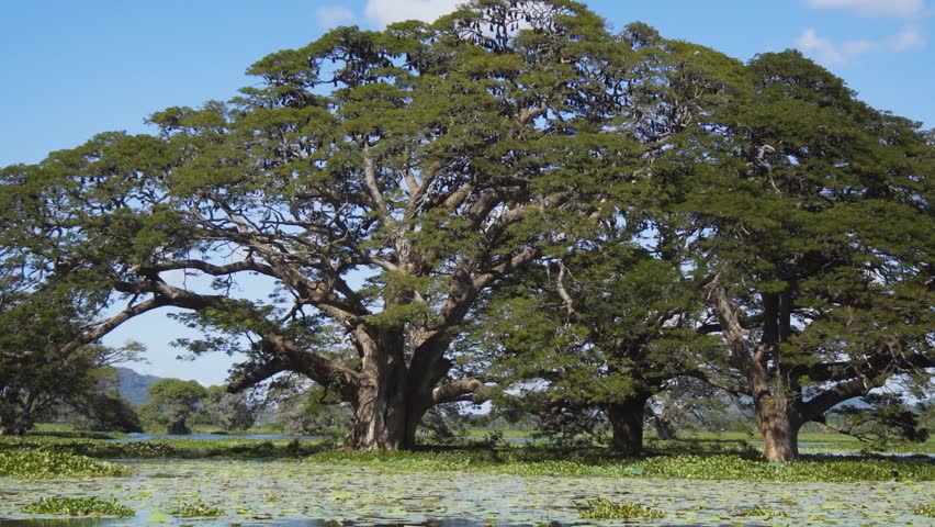 Mature. tropical trees growing from the shallow waters of Tissa Lake near Tissamaharama. Sri Lanka.