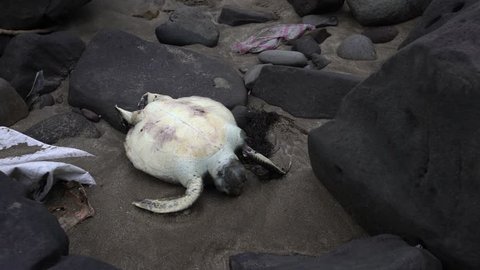 4K Dead sea turtle on a beach at the pacific coast of Taiwan. Marine animals among garbage from ocean. The Pollution is a serious threat to wildlife-Dan