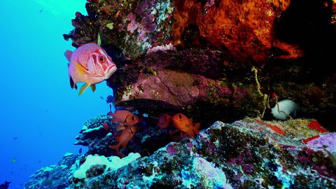 A longjaw squirrelfish, Sargocentron spiniferum, swims with other tropical fish under a rocky reef ledge in the clear blue water of the pacific ocean.