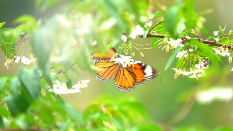 Butterfly flying concept. slow motion butterfly fly catching white flower on daytime. This butterfly is beautiful orange black color wings. It fresh and beautiful green nature in summer.