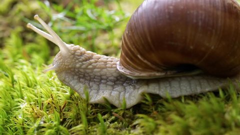 Helix pomatia also Roman snail, Burgundy snail, edible snail or escargot, is a species of large, edible, air-breathing land snail, a terrestrial pulmonate gastropod mollusk in the family Helicidae.