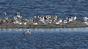 A  flock of stunning Avocet (Recurvirostra avosetta) and other wading birds resting, cleaning and feeding on a shingle strip in a coastal estuary.