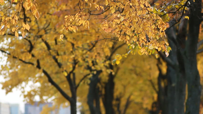Autumn city landscape - branches of an autumn tree with golden leaves against the backdrop of a big city. Golden autumn, the time of the fall.