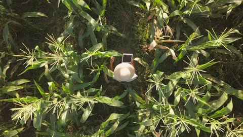 Farmer at Organic Farm Field Checking Corn Quality Using Mobile Tablet Gadget. 4K Aerial. Future Technology Agricultural Food Harvest Footage Concept.