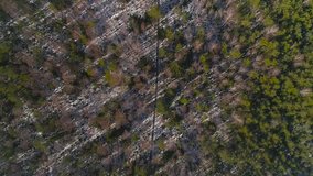 Overhead drone spin. Trees Swamp in winter with boardwalk