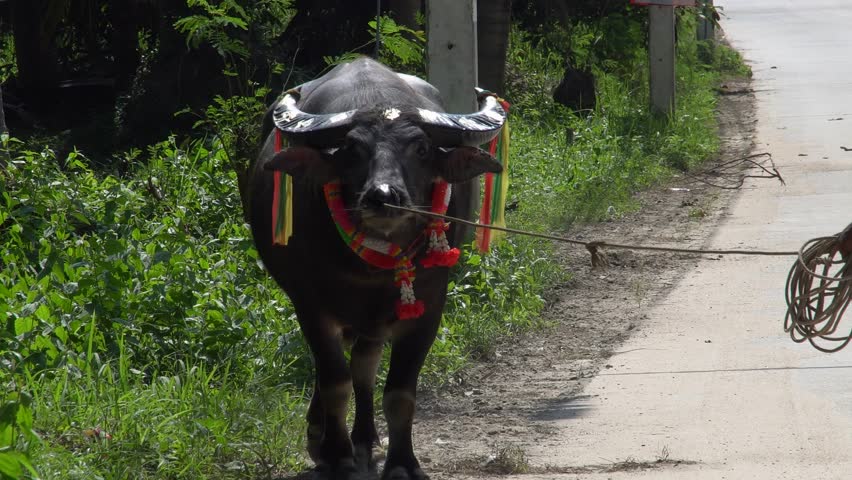 Dressed Up Thai Buffalo Walking by Road Side
