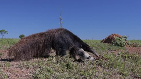 Giant anteater in its natural environment of Brazilian savanna eating termites from the ground