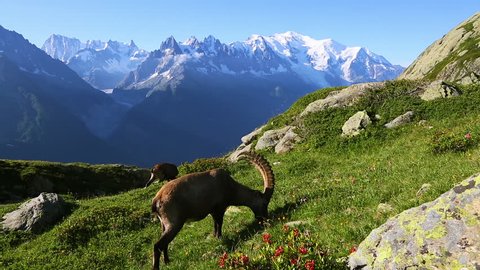 Alpine goat grazing high in the mountains. Location Mont Blanc glacier, Chamonix, Graian Alps France, Europe. Scenic footage of beautiful nature landscape. Beauty of earth. Full HD 1080p video.