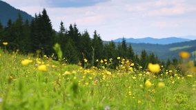 Splendid view of a flowering meadow. Location Carpathian national park, Ukraine, Europe. Scenic footage of beautiful nature landscape. Discover the beauty of earth. Shooting in full HD 1080p video. 