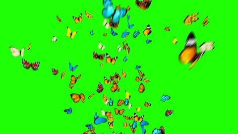 Butterflies Fly Up on a Green Background. 3d animation, 4K