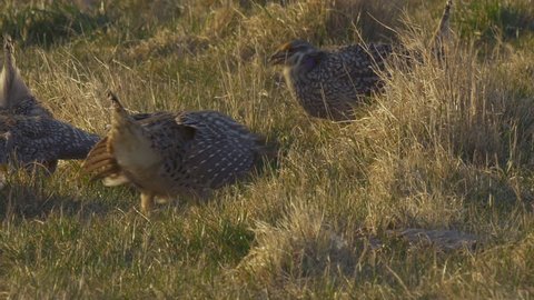 Three male sharp-tail grouse display their purple and yellow plumage in the sunrise light in Montana in this extended clip.
Sharp-tailed Grouse on lek on prairie displaying for mates.
P1000334