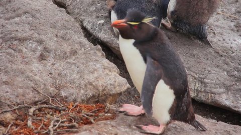 Rockhopper Penguin Waddling to Pick Up a Stick For Nest - Falkland Islands