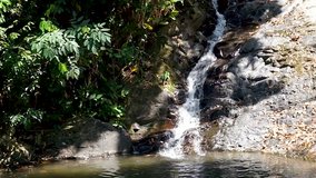 Waterfall in Tropical Paradise HD Loop