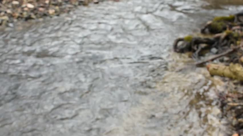 Babbling Brook in the spring Forest