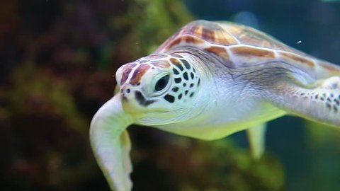 Closeup of beautiful green turtle swimming in aquarium water. Real time. 库存视频
