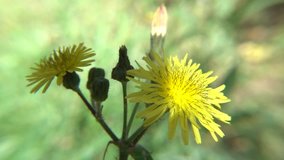 Yellow daisy flowers waving in the wind. Slow motion 1080p full hd video.