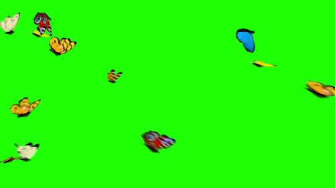 butterfly fly green screen