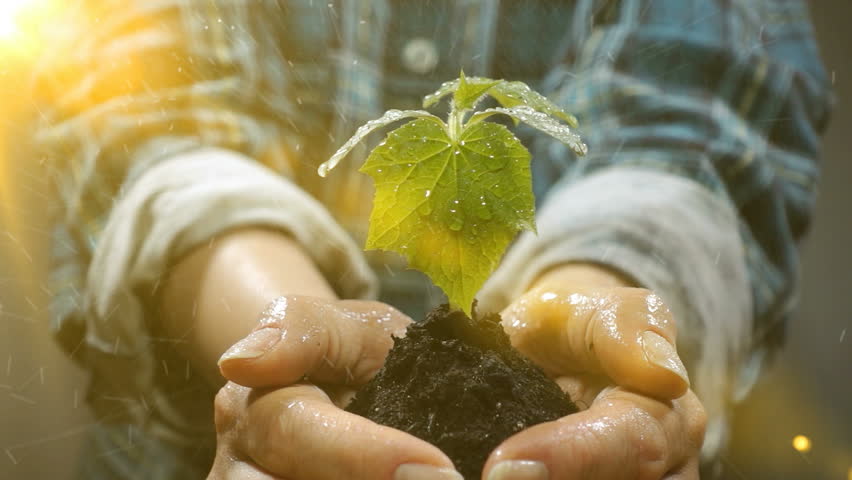Handful of Soil with Young Plant Growing. Concept and symbol of growth, care, sustainability, protecting the earth, ecology and green environment. female hands.Video loop | Shutterstock HD Video #1009283837
