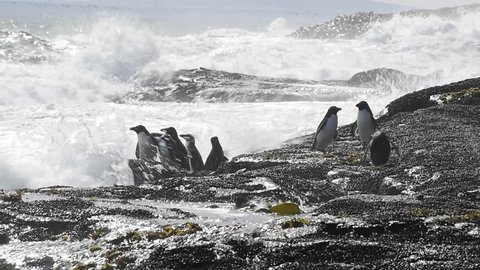 Rockhopper penguins Falkland Island