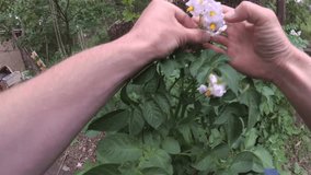 Male hands inspecting green leaves and flowers of potato plants in a vegetable garden in summer