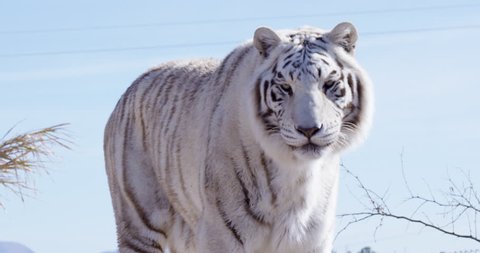 White Bengal tiger roaring directly into camera - slow motion