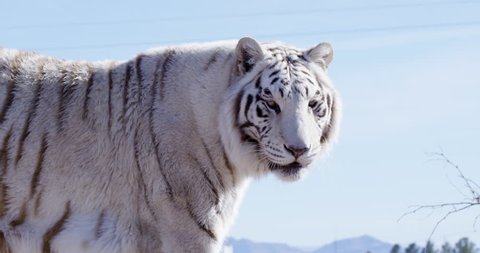 White Bengal tiger walks slowing while eyeing out camera - slow motion