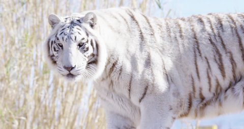 Beautiful White Bengal tiger growls towards camera - close up