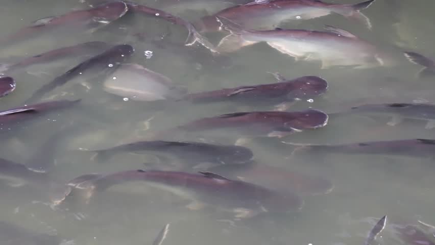 School of Iridescent Shark or Striped Catfish or Sutchi Catfish are swimming slowly in the turbid water,Pangasianodon Hypophthalmus. Royalty-Free Stock Footage #1009295297