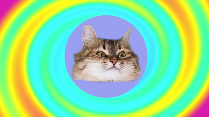 cat tries on the pink sunglasses on rainbow gradient background Royalty-Free Stock Footage #1009295831