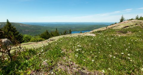 A motion controlled dolly time lapse passing by alpine flowers on Cadillac Mountain in Acadia National Park, Maine on a summer day.
