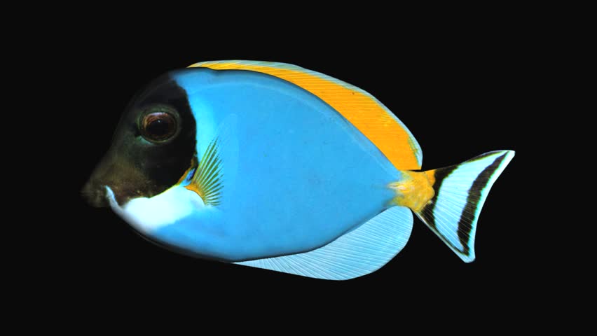 Blue Tang Fish Production Element | Shutterstock HD Video #1009313018