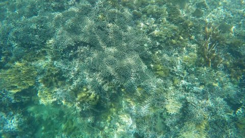 snorkeling underwater - diving under water, coral reef 

