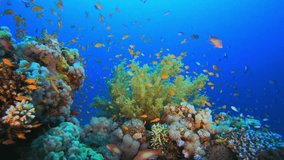 Colorful Fish and Soft Broccoli Coral. Picture of broccoli coral and colorful fish in the tropical reef of the Red Sea Dahab Egypt.