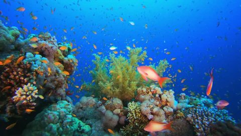 Underwater Coral Reef Landscape 16to9 Background Stock Photo 578903656 ...