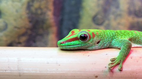Macro view of Day Gecko watching prey as it lies on bamboo and turns its head. – Video có sẵn