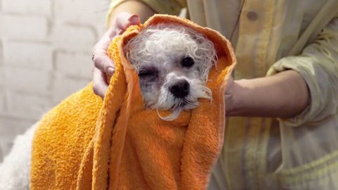 Groomer wipes the dog Bichon Frize with a towel