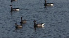 A group of pretty Brent Goose( Branta bernicla) swimming, cleaning and feeding in a sea estuary.