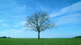 One leafless tree in green field on background of vibrant blue sky with white cirrus clouds with green grass blown by wind and tree branches swaying stirred by breeze.